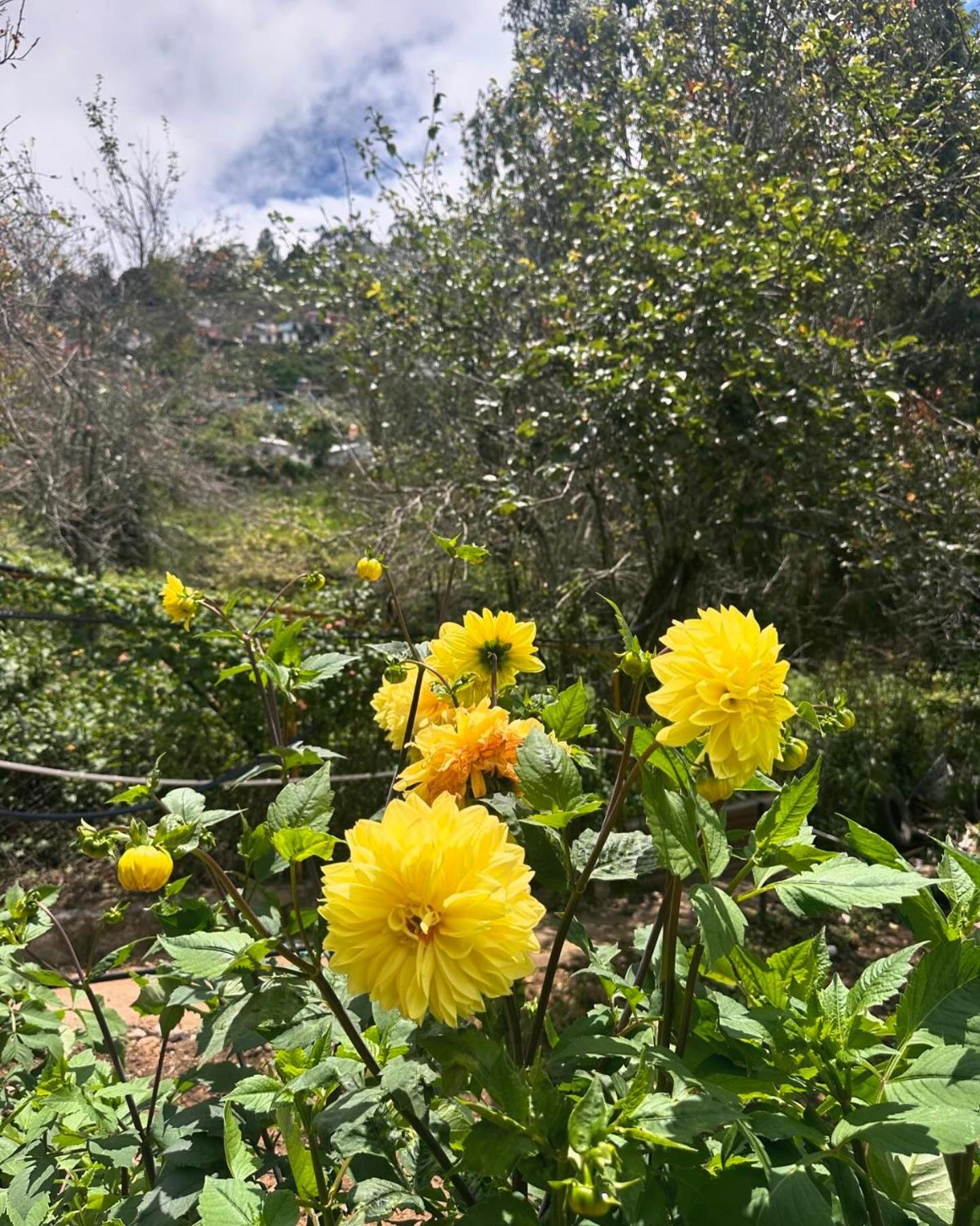 Magica Mount A Frame Wood House Villa Kodaikanal Bagian luar foto